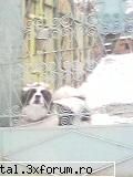 urseiu meu cel mare si :x  :x  :x animale in actiune