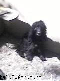 animale in actiune - Lisutza............... Nu sta locului o clipa! - Lumea Animalelor