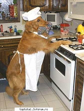 animale in actiune - asta da animal in actiune...imi iau shi eu unul - Lumea Animalelor