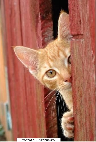 animals - Imi place mult matza asta :D - Lumea Animalelor