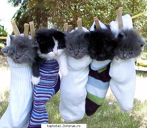 animals - stiuuuuuuuuuuuuuuuuuuu.Poftim - Lumea Animalelor