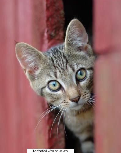animals - k...sa vedem...asta e al doilea kre iese din - Lumea Animalelor