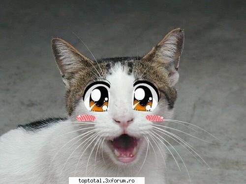 animals - Stiu... seamana cu primul meu pisoi :D uite an - Lumea Animalelor