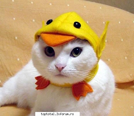 animals - Anna - Lumea Animalelor