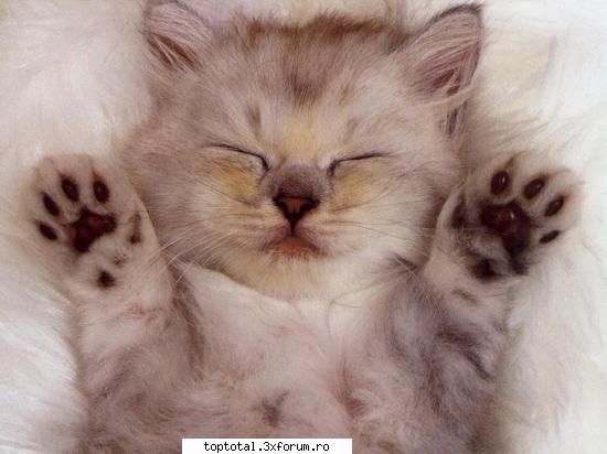 animals - ms mult... am shi yo pentru tine poze sper sa iti - Lumea Animalelor