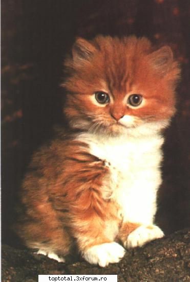 animals - deny_sama - Lumea Animalelor