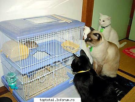 animals - inuyasha protect - Lumea Animalelor