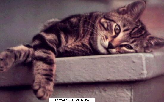 animals - Anna - Lumea Animalelor