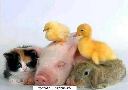 animals - arhitect_92 - Lumea Animalelor