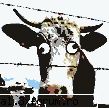 animals - boala vacii nebune:D - Lumea Animalelor