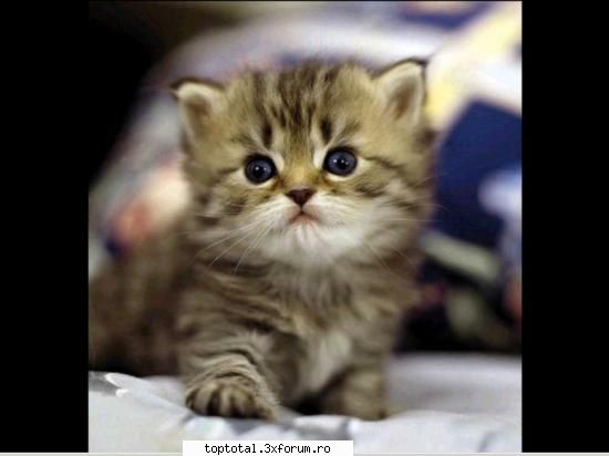 animals - Sora_Kagome - Lumea Animalelor