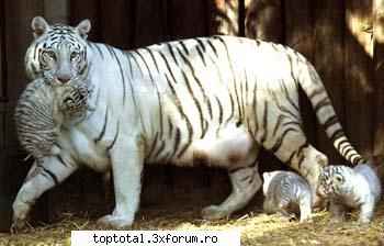 animals - Sora_Kagome - Lumea Animalelor