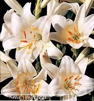 plante - Anna - Lumea Plantelor