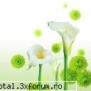 plante - Nu stiu ce floare e ,dar mi-a placut - Lumea Plantelor