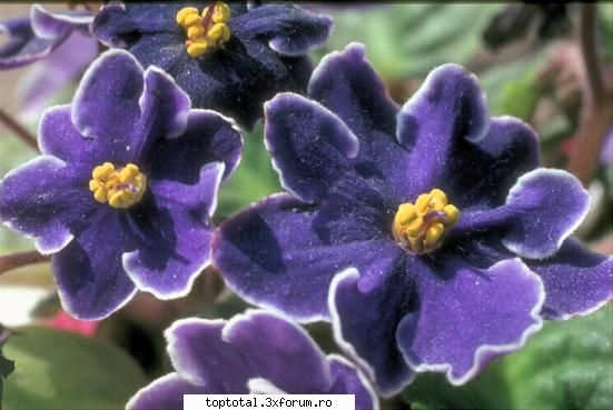 plante - Anna - Lumea Plantelor